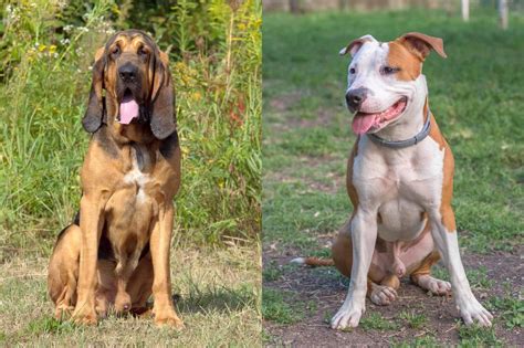Exercise Your Pit Bull Bloodhound Mix Daily