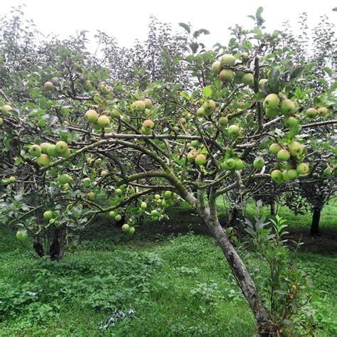 pohon apel manalagi