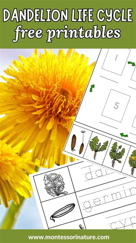 Printable Dandelion Life Cycle