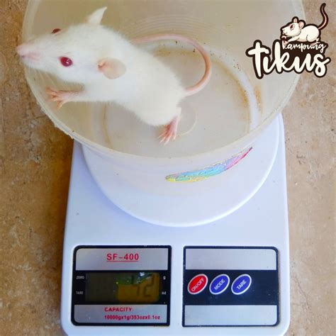 Promosi Produk Tikus Putih