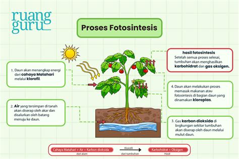 Proses Fotosintesis