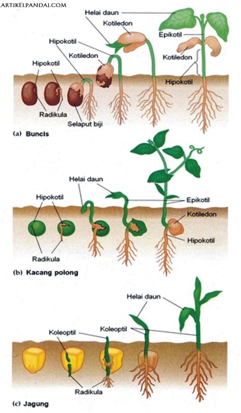 proses pertumbuhan tanaman