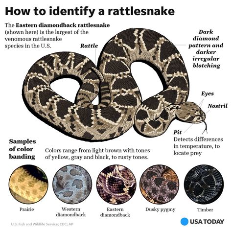 Rattlesnake Age Chart