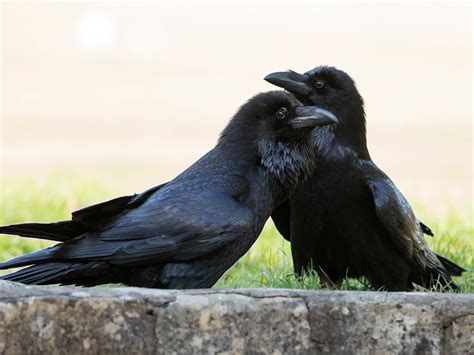 Mating Habits of Ravens