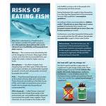 Risks of Eating Fish Everyday