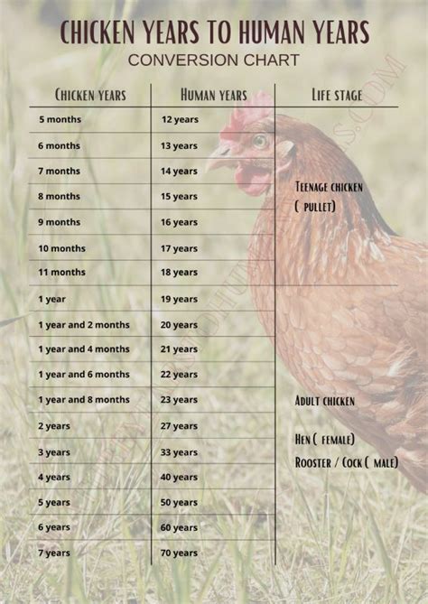 Rooster Age Chart