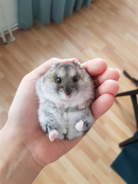 Dwarf Campbells Russian Hamster