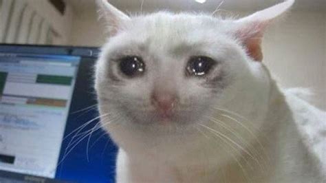 Kucing Sedih