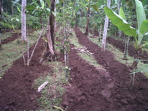 salah satu tahapan persiapan lahan untuk pembibitan durian adalah pemupukan