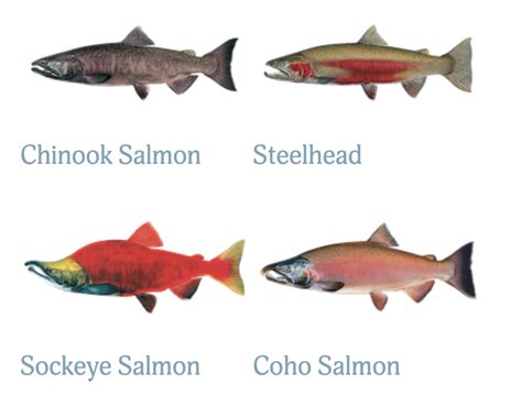 Salmon and Steelhead