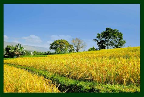Sawah