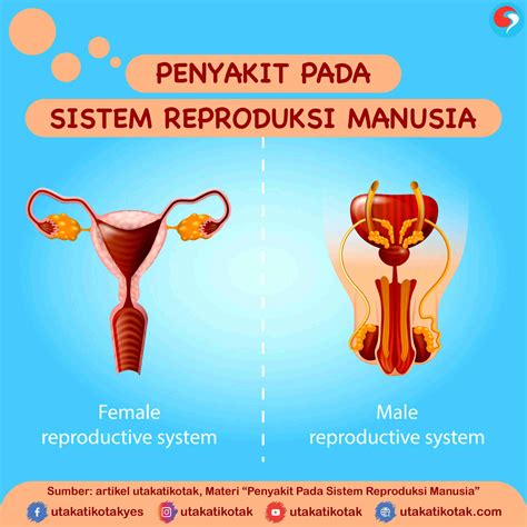 Ilustrasi sistem reproduksi
