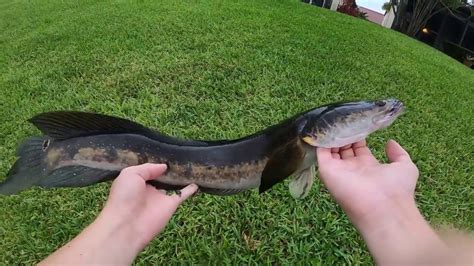 Snakehead Fish Florida