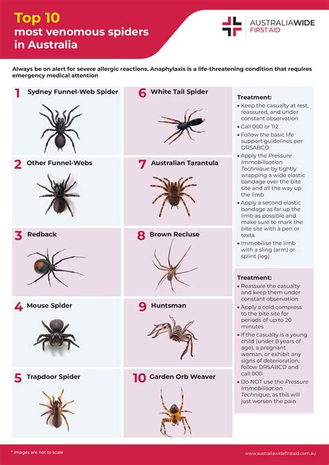 Spider Bite Identification Chart Pictures