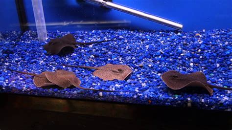 Stingray Fish Tank