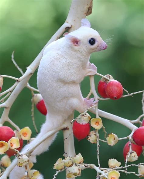 Sugar Glider Color Chart