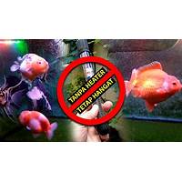 Perhatikan Suhu Air Aquarium Ikan Koki Hamil