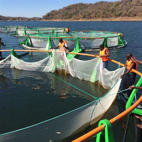 Sustainable Tilapia Fish Farming