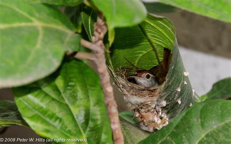 tailorbirdsnest