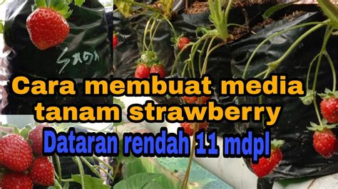 tanam strawberry