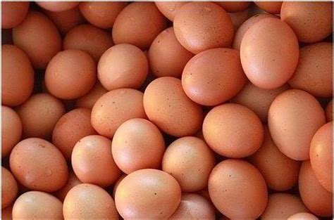 Telur Broiler Ayam