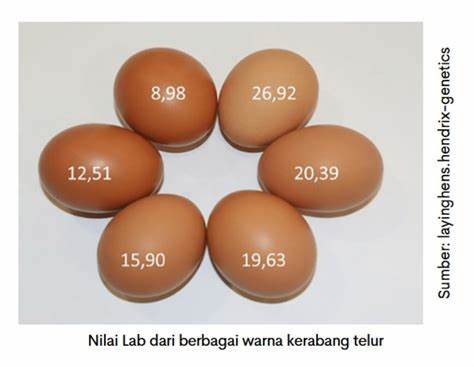 Telur Kualitas Baik