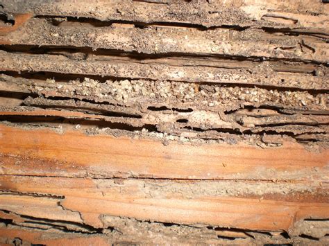 termite damage conclusion
