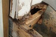 termite damage repair DIY