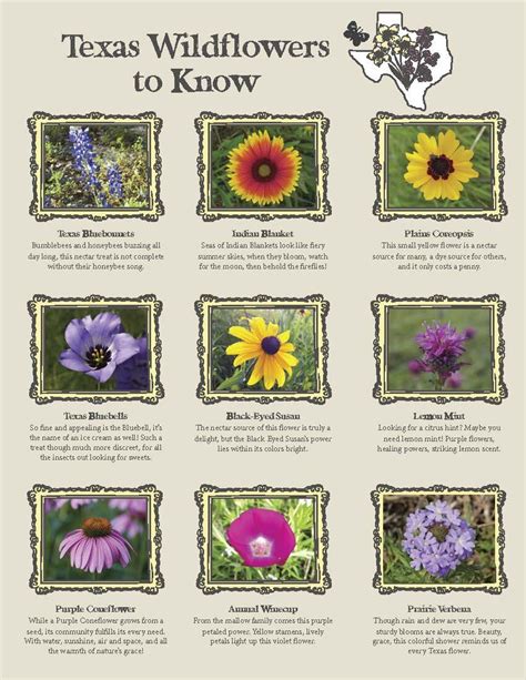 Texas Wildflowers Identification Chart