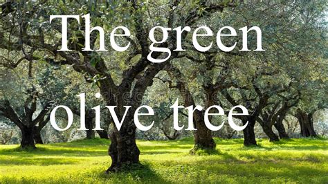 the green olive tree personal chef services