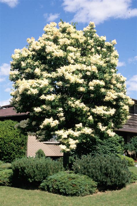 #### the syringa tree Pour le livre gratuit