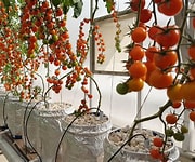 tomatoes hydroponic system