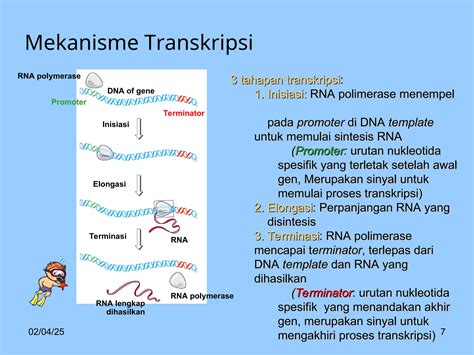 transkripsi DNA