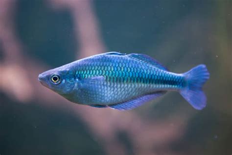 Turquoise Rainbow Fish Native Habitat and Distribution