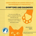 vaksinasi leukemia feline