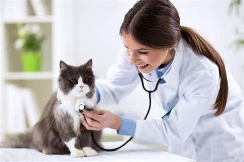 Dokter Hewan Kucing