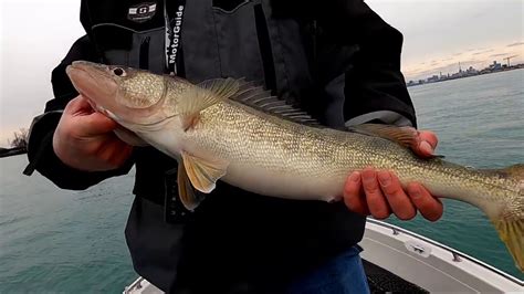 Walleye fish caught on Detroit River