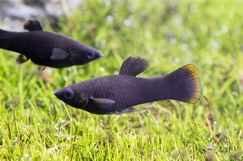 water condition for black molly in indonesia
