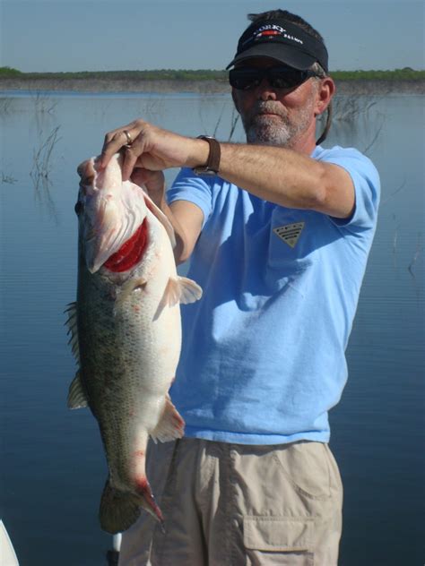 White Bass in Falcon Lake