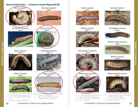 Worm Identification Chart With Pictures